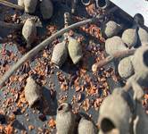 seed collects