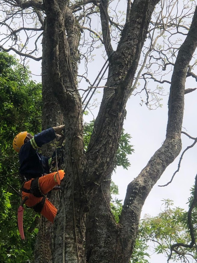 tree climbing for tree felling