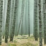 forest 3107139 1280