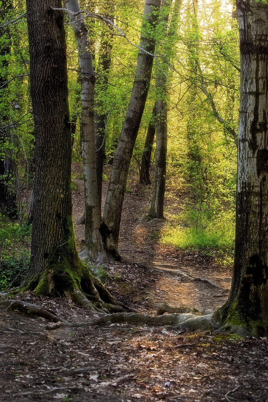 trees 6331799 1280